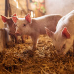 ¿Cómo evitar el impacto que genera el estrés por calor en cerdos?