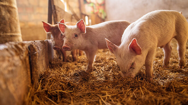 ¿Cómo evitar el impacto que genera el estrés por calor en cerdos?