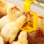 La importancia del consumo de agua en los pollos