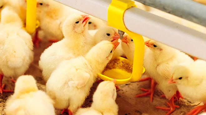 La importancia del consumo de agua en los pollos