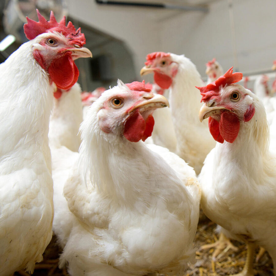 Pollos Inva Home - Inprosa